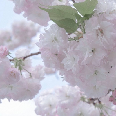 Furry插画风格打造福瑞交流群